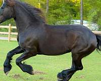 black-friesian-mare