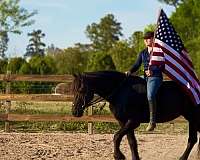 black-breeding-horse