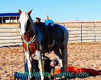 ranch-spotted-saddle-horse
