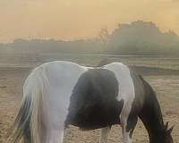 tobiano-black-white-horse