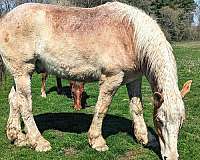 blagdon-belgian-horse