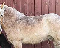 buster-belgian-horse