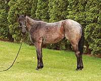 blue-roan-quarter-horse-mare