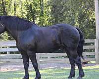 black-see-pictures-horse