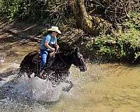 trail-percheron-horse