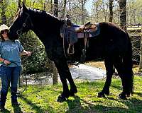 trail-riding-percheron-horse