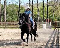 smooth-percheron-horse