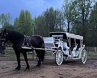 gentle-percheron-horse