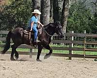 endurance-percheron-horse