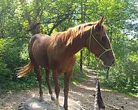 beginner-trail-horse