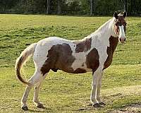 trail-horse-spotted-saddle