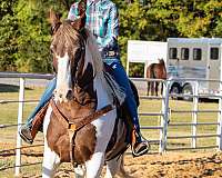 gaited-trail-horse-spotted-saddle