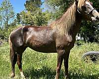 blaze-peruvian-paso-horse