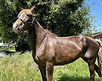 brio-peruvian-paso-horse