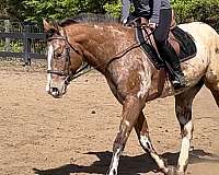 canton-appaloosa-horse