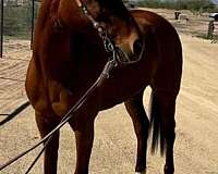 dressage-quarter-horse