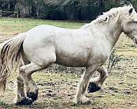 cloud-gypsy-vanner-horse