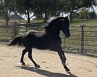 kfps-friesian-horse