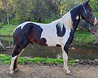 tobiano-horse