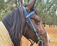 anyone-can-ride-tennessee-walking-horse