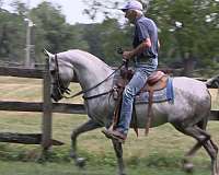 english-pleasure-arabian-horse