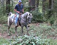 trail-arabian-horse