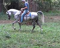 grey-arabian-mare