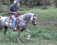 grey-breeding-horse