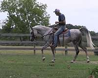 grey-english-pleasure-horse