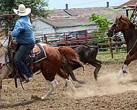 roping-paint-horse