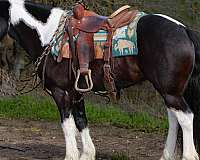 cross-gypsy-vanner-horse
