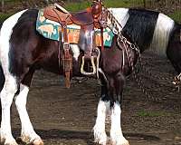 athletic-gypsy-vanner-horse