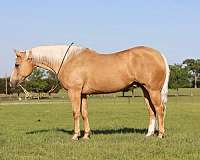 amazing-quarter-horse