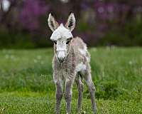 grey-ranch-donkey