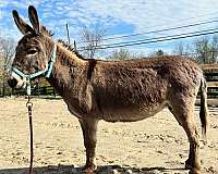 breeding-donkey