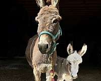 halter-donkey
