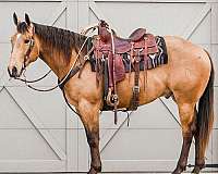 calf-roping-quarter-horse