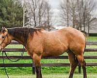 buckskin-quarter-horse-gelding