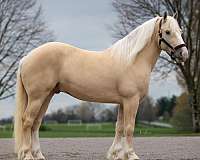 acdha-horse