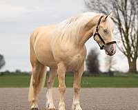 flashy-american-cream-horse