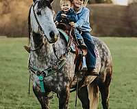 kid-safe-quarter-horse