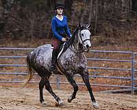 ridden-english-quarter-horse