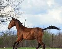 pre-filly-broodmare