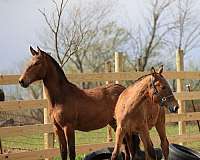 andalusian-filly