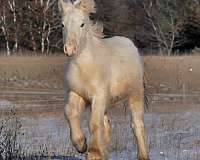 boy-gypsy-vanner-pony