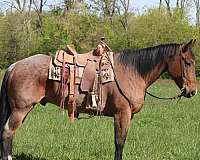 buckskin-pacing-pony