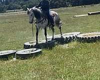saddles-stallion
