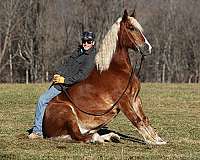 chestnut-appaloosa-horse