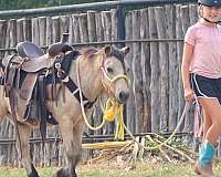 ranch-haflinger-pony