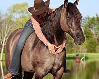 grullo-horse-for-sale-gelding